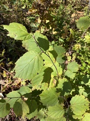 Corylus sieboldiana mandshurica