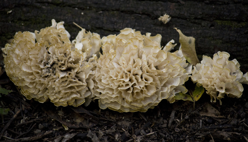 Irpex rosettiformis · March 2015 · photo: © nicoolejnik (iNaturalist, cc-by)