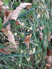 Galinsoga quadriradiata