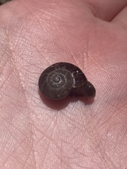 Austrorhytida glaciamans