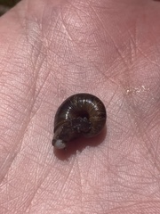 Austrorhytida glaciamans