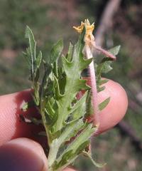 Chascanum