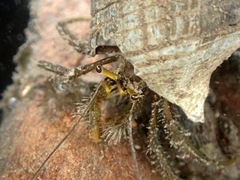 Clibanarius longitarsus