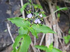 Aneilema dregeanum