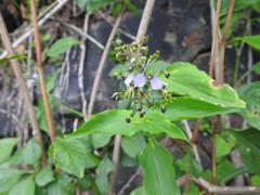 Aneilema dregeanum
