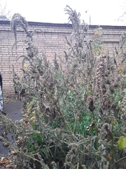 Amaranthus retroflexus