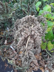 Amaranthus retroflexus
