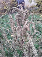 Amaranthus retroflexus