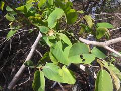 Annona senegalensis senegalensis