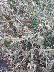 Amaranthus retroflexus