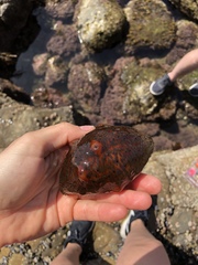 Apostichopus parvimensis