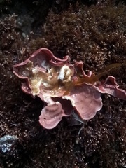 Lithophyllum incrustans