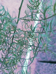 Asparagus aethiopicus