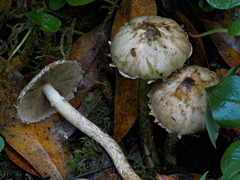 Psathyrella maculata