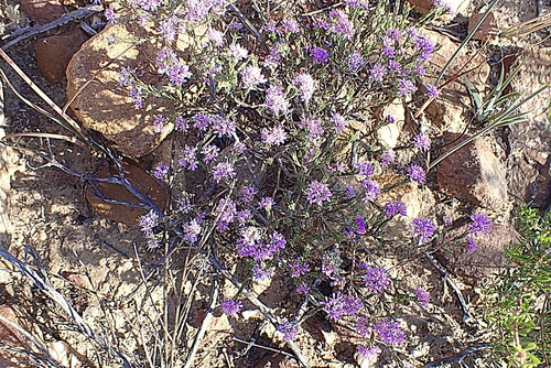 Image of Agathosma sp9 by no rights reserved