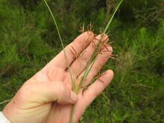 Cyperus distans