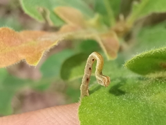 Cyclophora pendularia
