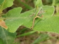 Cyclophora pendularia