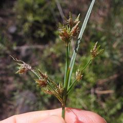 Cyperus mundii