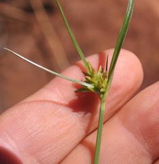 Cyperus ridleyi