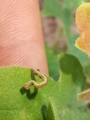 Cyclophora pendularia