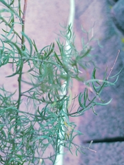 Asparagus aethiopicus