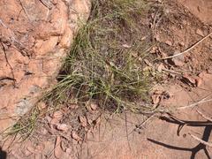 Cyperus ridleyi