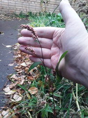 Persicaria maculosa