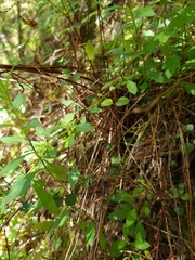 Scutellaria novae-zelandiae