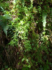Scutellaria novae-zelandiae