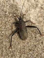 Notobitus meleagris