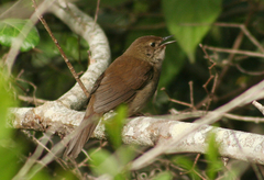 Bradypterus sylvaticus