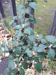 Solanum nigrum