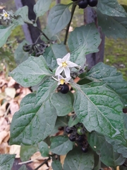 Solanum nigrum