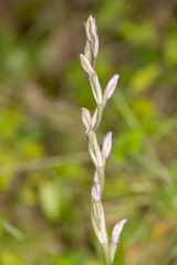 Limodorum trabutianum