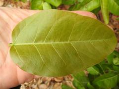 Ficus ingens ingens