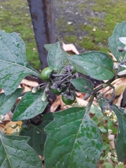 Solanum nigrum