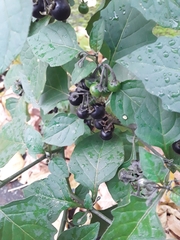 Solanum nigrum