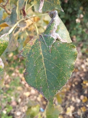 Populus nigra
