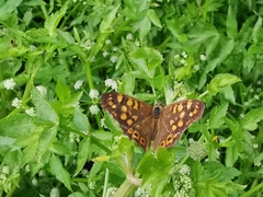 Pararge aegeria aegeria