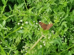 Pararge aegeria aegeria