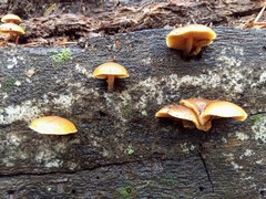 Galerina castaneipes