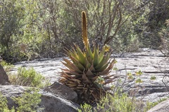 Aloe broomii