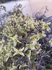 Clematis foetida