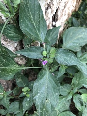 Dicliptera chinensis