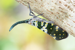 Pyrops viridirostris