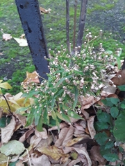 Erigeron canadensis
