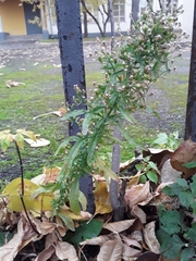 Erigeron canadensis