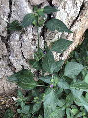 Dicliptera chinensis