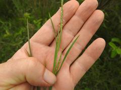 Hemarthria altissima